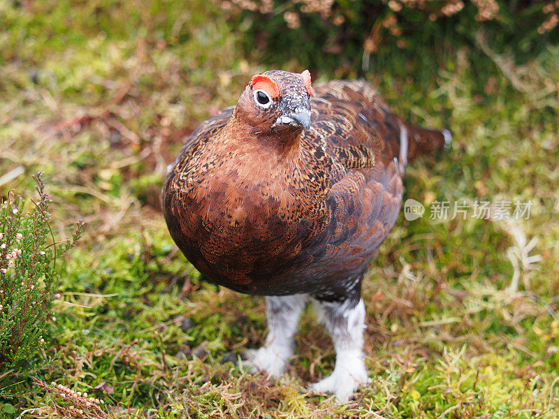 红松鸡(Lagopus Lagopus)